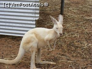 [P09] Western Australia - GREENOUGH WILDLIFE PARK - cangur albinos » foto by gigiiuti
 - 
<span class="allrVoted glyphicon glyphicon-heart hidden" id="av969372"></span>
<a class="m-l-10 hidden" id="sv969372" onclick="voting_Foto_DelVot(,969372,23750)" role="button">șterge vot <span class="glyphicon glyphicon-remove"></span></a>
<a id="v9969372" class=" c-red"  onclick="voting_Foto_SetVot(969372)" role="button"><span class="glyphicon glyphicon-heart-empty"></span> <b>LIKE</b> = Votează poza</a> <img class="hidden"  id="f969372W9" src="/imagini/loader.gif" border="0" /><span class="AjErrMes hidden" id="e969372ErM"></span>