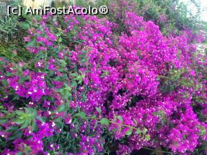 [P09] Arboretum Trsteno - Bougainvillea de la fosta reședința de vară a familii Gozze.  » foto by Aurici
 - 
<span class="allrVoted glyphicon glyphicon-heart hidden" id="av1016144"></span>
<a class="m-l-10 hidden" id="sv1016144" onclick="voting_Foto_DelVot(,1016144,23764)" role="button">șterge vot <span class="glyphicon glyphicon-remove"></span></a>
<a id="v91016144" class=" c-red"  onclick="voting_Foto_SetVot(1016144)" role="button"><span class="glyphicon glyphicon-heart-empty"></span> <b>LIKE</b> = Votează poza</a> <img class="hidden"  id="f1016144W9" src="/imagini/loader.gif" border="0" /><span class="AjErrMes hidden" id="e1016144ErM"></span>