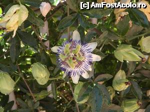 [P47] O splendidă floare de Passiflora în Sozopol » foto by Dragoș_MD
 - 
<span class="allrVoted glyphicon glyphicon-heart hidden" id="av701761"></span>
<a class="m-l-10 hidden" id="sv701761" onclick="voting_Foto_DelVot(,701761,23794)" role="button">șterge vot <span class="glyphicon glyphicon-remove"></span></a>
<a id="v9701761" class=" c-red"  onclick="voting_Foto_SetVot(701761)" role="button"><span class="glyphicon glyphicon-heart-empty"></span> <b>LIKE</b> = Votează poza</a> <img class="hidden"  id="f701761W9" src="/imagini/loader.gif" border="0" /><span class="AjErrMes hidden" id="e701761ErM"></span>