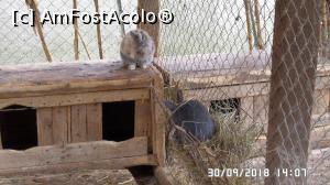 [P23] Grădina zoologică „Ioan Crișan” Reșița.  » foto by ungureanica
 - 
<span class="allrVoted glyphicon glyphicon-heart hidden" id="av1016323"></span>
<a class="m-l-10 hidden" id="sv1016323" onclick="voting_Foto_DelVot(,1016323,24407)" role="button">șterge vot <span class="glyphicon glyphicon-remove"></span></a>
<a id="v91016323" class=" c-red"  onclick="voting_Foto_SetVot(1016323)" role="button"><span class="glyphicon glyphicon-heart-empty"></span> <b>LIKE</b> = Votează poza</a> <img class="hidden"  id="f1016323W9" src="/imagini/loader.gif" border="0" /><span class="AjErrMes hidden" id="e1016323ErM"></span>