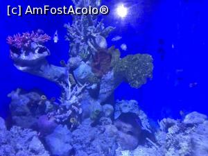 [P43] Hurghada Grand Aquarium » foto by nicole33
 - 
<span class="allrVoted glyphicon glyphicon-heart hidden" id="av1025361"></span>
<a class="m-l-10 hidden" id="sv1025361" onclick="voting_Foto_DelVot(,1025361,24519)" role="button">șterge vot <span class="glyphicon glyphicon-remove"></span></a>
<a id="v91025361" class=" c-red"  onclick="voting_Foto_SetVot(1025361)" role="button"><span class="glyphicon glyphicon-heart-empty"></span> <b>LIKE</b> = Votează poza</a> <img class="hidden"  id="f1025361W9" src="/imagini/loader.gif" border="0" /><span class="AjErrMes hidden" id="e1025361ErM"></span>