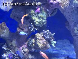 [P52] Hurghada Grand Aquarium » foto by nicole33
 - 
<span class="allrVoted glyphicon glyphicon-heart hidden" id="av1025370"></span>
<a class="m-l-10 hidden" id="sv1025370" onclick="voting_Foto_DelVot(,1025370,24519)" role="button">șterge vot <span class="glyphicon glyphicon-remove"></span></a>
<a id="v91025370" class=" c-red"  onclick="voting_Foto_SetVot(1025370)" role="button"><span class="glyphicon glyphicon-heart-empty"></span> <b>LIKE</b> = Votează poza</a> <img class="hidden"  id="f1025370W9" src="/imagini/loader.gif" border="0" /><span class="AjErrMes hidden" id="e1025370ErM"></span>