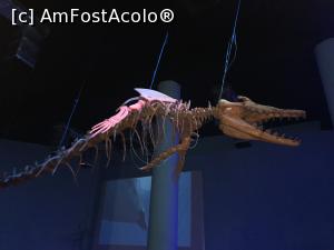 [P81] Hurghada Grand Aquarium - basilosaurus » foto by nicole33
 - 
<span class="allrVoted glyphicon glyphicon-heart hidden" id="av1025399"></span>
<a class="m-l-10 hidden" id="sv1025399" onclick="voting_Foto_DelVot(,1025399,24519)" role="button">șterge vot <span class="glyphicon glyphicon-remove"></span></a>
<a id="v91025399" class=" c-red"  onclick="voting_Foto_SetVot(1025399)" role="button"><span class="glyphicon glyphicon-heart-empty"></span> <b>LIKE</b> = Votează poza</a> <img class="hidden"  id="f1025399W9" src="/imagini/loader.gif" border="0" /><span class="AjErrMes hidden" id="e1025399ErM"></span>