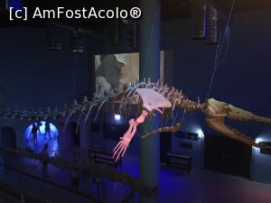 [P85] Hurghada Grand Aquarium - basilosaurus » foto by nicole33
 - 
<span class="allrVoted glyphicon glyphicon-heart hidden" id="av1025403"></span>
<a class="m-l-10 hidden" id="sv1025403" onclick="voting_Foto_DelVot(,1025403,24519)" role="button">șterge vot <span class="glyphicon glyphicon-remove"></span></a>
<a id="v91025403" class=" c-red"  onclick="voting_Foto_SetVot(1025403)" role="button"><span class="glyphicon glyphicon-heart-empty"></span> <b>LIKE</b> = Votează poza</a> <img class="hidden"  id="f1025403W9" src="/imagini/loader.gif" border="0" /><span class="AjErrMes hidden" id="e1025403ErM"></span>