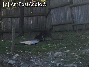 [P33] Pullman City - Un cangur pe care cu greu l-am putut poza, in rest cam stateau cu spatele » foto by mishu
 - 
<span class="allrVoted glyphicon glyphicon-heart hidden" id="av1032847"></span>
<a class="m-l-10 hidden" id="sv1032847" onclick="voting_Foto_DelVot(,1032847,24602)" role="button">șterge vot <span class="glyphicon glyphicon-remove"></span></a>
<a id="v91032847" class=" c-red"  onclick="voting_Foto_SetVot(1032847)" role="button"><span class="glyphicon glyphicon-heart-empty"></span> <b>LIKE</b> = Votează poza</a> <img class="hidden"  id="f1032847W9" src="/imagini/loader.gif" border="0" /><span class="AjErrMes hidden" id="e1032847ErM"></span>