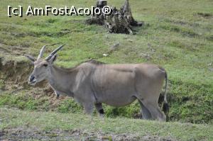 [P11] Safari Park di Pombia - o antilopa-elan. Aceste antilope traiesc in Africa, sunt docile si sunt crescute pentru carne, lapte si piele.  » foto by Diaura*
 - 
<span class="allrVoted glyphicon glyphicon-heart hidden" id="av1057555"></span>
<a class="m-l-10 hidden" id="sv1057555" onclick="voting_Foto_DelVot(,1057555,24943)" role="button">șterge vot <span class="glyphicon glyphicon-remove"></span></a>
<a id="v91057555" class=" c-red"  onclick="voting_Foto_SetVot(1057555)" role="button"><span class="glyphicon glyphicon-heart-empty"></span> <b>LIKE</b> = Votează poza</a> <img class="hidden"  id="f1057555W9" src="/imagini/loader.gif" border="0" /><span class="AjErrMes hidden" id="e1057555ErM"></span>