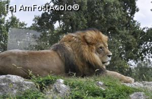 [P14] Safari Park di Pombia - Regele svanei era la o sedinta foto.  » foto by Diaura*
 - 
<span class="allrVoted glyphicon glyphicon-heart hidden" id="av1057558"></span>
<a class="m-l-10 hidden" id="sv1057558" onclick="voting_Foto_DelVot(,1057558,24943)" role="button">șterge vot <span class="glyphicon glyphicon-remove"></span></a>
<a id="v91057558" class=" c-red"  onclick="voting_Foto_SetVot(1057558)" role="button"><span class="glyphicon glyphicon-heart-empty"></span> <b>LIKE</b> = Votează poza</a> <img class="hidden"  id="f1057558W9" src="/imagini/loader.gif" border="0" /><span class="AjErrMes hidden" id="e1057558ErM"></span>