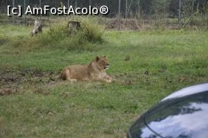 [P16] Safari Park di Pombia - Vedeti cat de aproape trec vizitatorii de acest mamifer feroce?  » foto by Diaura*
 - 
<span class="allrVoted glyphicon glyphicon-heart hidden" id="av1057560"></span>
<a class="m-l-10 hidden" id="sv1057560" onclick="voting_Foto_DelVot(,1057560,24943)" role="button">șterge vot <span class="glyphicon glyphicon-remove"></span></a>
<a id="v91057560" class=" c-red"  onclick="voting_Foto_SetVot(1057560)" role="button"><span class="glyphicon glyphicon-heart-empty"></span> <b>LIKE</b> = Votează poza</a> <img class="hidden"  id="f1057560W9" src="/imagini/loader.gif" border="0" /><span class="AjErrMes hidden" id="e1057560ErM"></span>