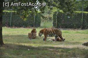 [P17] Safari Park di Pombia - cele mai frumoase feline, dupa parerea mea.  » foto by Diaura*
 - 
<span class="allrVoted glyphicon glyphicon-heart hidden" id="av1057561"></span>
<a class="m-l-10 hidden" id="sv1057561" onclick="voting_Foto_DelVot(,1057561,24943)" role="button">șterge vot <span class="glyphicon glyphicon-remove"></span></a>
<a id="v91057561" class=" c-red"  onclick="voting_Foto_SetVot(1057561)" role="button"><span class="glyphicon glyphicon-heart-empty"></span> <b>LIKE</b> = Votează poza</a> <img class="hidden"  id="f1057561W9" src="/imagini/loader.gif" border="0" /><span class="AjErrMes hidden" id="e1057561ErM"></span>