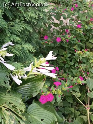 [P13] Bogăția culorilor » foto by laurand
 - 
<span class="allrVoted glyphicon glyphicon-heart hidden" id="av1506439"></span>
<a class="m-l-10 hidden" id="sv1506439" onclick="voting_Foto_DelVot(,1506439,26068)" role="button">șterge vot <span class="glyphicon glyphicon-remove"></span></a>
<a id="v91506439" class=" c-red"  onclick="voting_Foto_SetVot(1506439)" role="button"><span class="glyphicon glyphicon-heart-empty"></span> <b>LIKE</b> = Votează poza</a> <img class="hidden"  id="f1506439W9" src="/imagini/loader.gif" border="0" /><span class="AjErrMes hidden" id="e1506439ErM"></span>