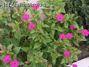 [P09] Florile 'mamei Lia' » foto by laurand
 - 
<span class="allrVoted glyphicon glyphicon-heart hidden" id="av1506435"></span>
<a class="m-l-10 hidden" id="sv1506435" onclick="voting_Foto_DelVot(,1506435,26068)" role="button">șterge vot <span class="glyphicon glyphicon-remove"></span></a>
<a id="v91506435" class=" c-red"  onclick="voting_Foto_SetVot(1506435)" role="button"><span class="glyphicon glyphicon-heart-empty"></span> <b>LIKE</b> = Votează poza</a> <img class="hidden"  id="f1506435W9" src="/imagini/loader.gif" border="0" /><span class="AjErrMes hidden" id="e1506435ErM"></span>