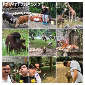 [P45] caleidoscop amfostacolo la zoo negara » foto by Dan&Ema
 - 
<span class="allrVoted glyphicon glyphicon-heart hidden" id="av1140807"></span>
<a class="m-l-10 hidden" id="sv1140807" onclick="voting_Foto_DelVot(,1140807,26090)" role="button">șterge vot <span class="glyphicon glyphicon-remove"></span></a>
<a id="v91140807" class=" c-red"  onclick="voting_Foto_SetVot(1140807)" role="button"><span class="glyphicon glyphicon-heart-empty"></span> <b>LIKE</b> = Votează poza</a> <img class="hidden"  id="f1140807W9" src="/imagini/loader.gif" border="0" /><span class="AjErrMes hidden" id="e1140807ErM"></span>