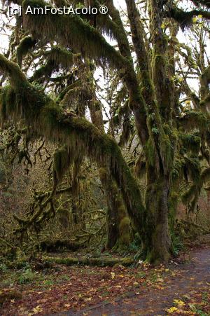 [P24] Hoh Rain Forest » foto by dop.tirbuson
 - 
<span class="allrVoted glyphicon glyphicon-heart hidden" id="av1530689"></span>
<a class="m-l-10 hidden" id="sv1530689" onclick="voting_Foto_DelVot(,1530689,26207)" role="button">șterge vot <span class="glyphicon glyphicon-remove"></span></a>
<a id="v91530689" class=" c-red"  onclick="voting_Foto_SetVot(1530689)" role="button"><span class="glyphicon glyphicon-heart-empty"></span> <b>LIKE</b> = Votează poza</a> <img class="hidden"  id="f1530689W9" src="/imagini/loader.gif" border="0" /><span class="AjErrMes hidden" id="e1530689ErM"></span>