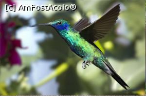 [P10] Pasăre Colibri, așa arată ea, este minusculă și foarte rapidă...  » foto by mprofeanu <span class="label label-default labelC_thin small">NEVOTABILĂ</span>