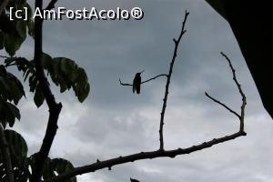 [P09] Puerto de Iguazu, Grădina Păsărilor Colibri, am pozat cu greu una » foto by mprofeanu
 - 
<span class="allrVoted glyphicon glyphicon-heart hidden" id="av1156796"></span>
<a class="m-l-10 hidden" id="sv1156796" onclick="voting_Foto_DelVot(,1156796,26268)" role="button">șterge vot <span class="glyphicon glyphicon-remove"></span></a>
<a id="v91156796" class=" c-red"  onclick="voting_Foto_SetVot(1156796)" role="button"><span class="glyphicon glyphicon-heart-empty"></span> <b>LIKE</b> = Votează poza</a> <img class="hidden"  id="f1156796W9" src="/imagini/loader.gif" border="0" /><span class="AjErrMes hidden" id="e1156796ErM"></span>