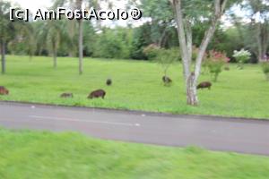 [P73] Itaipu Binacional, Un grup de Capybara își vede liniștit de ale lui, poză făcută din autobuz... a ieșit mai neclară...  » foto by mprofeanu
 - 
<span class="allrVoted glyphicon glyphicon-heart hidden" id="av1158142"></span>
<a class="m-l-10 hidden" id="sv1158142" onclick="voting_Foto_DelVot(,1158142,26278)" role="button">șterge vot <span class="glyphicon glyphicon-remove"></span></a>
<a id="v91158142" class=" c-red"  onclick="voting_Foto_SetVot(1158142)" role="button"><span class="glyphicon glyphicon-heart-empty"></span> <b>LIKE</b> = Votează poza</a> <img class="hidden"  id="f1158142W9" src="/imagini/loader.gif" border="0" /><span class="AjErrMes hidden" id="e1158142ErM"></span>