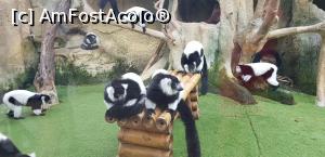 P10 [SEP-2019] Parcul tematic MundoMar din Benidorm - lemurii cu guler negru