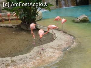 [P74] Parcul tematic MundoMar din Benidorm - flamingo » foto by nicole33
 - 
<span class="allrVoted glyphicon glyphicon-heart hidden" id="av1186022"></span>
<a class="m-l-10 hidden" id="sv1186022" onclick="voting_Foto_DelVot(,1186022,26540)" role="button">șterge vot <span class="glyphicon glyphicon-remove"></span></a>
<a id="v91186022" class=" c-red"  onclick="voting_Foto_SetVot(1186022)" role="button"><span class="glyphicon glyphicon-heart-empty"></span> <b>LIKE</b> = Votează poza</a> <img class="hidden"  id="f1186022W9" src="/imagini/loader.gif" border="0" /><span class="AjErrMes hidden" id="e1186022ErM"></span>