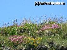 [P05] Ceai de munte » foto by sigcristina
 - 
<span class="allrVoted glyphicon glyphicon-heart hidden" id="av295894"></span>
<a class="m-l-10 hidden" id="sv295894" onclick="voting_Foto_DelVot(,295894,26627)" role="button">șterge vot <span class="glyphicon glyphicon-remove"></span></a>
<a id="v9295894" class=" c-red"  onclick="voting_Foto_SetVot(295894)" role="button"><span class="glyphicon glyphicon-heart-empty"></span> <b>LIKE</b> = Votează poza</a> <img class="hidden"  id="f295894W9" src="/imagini/loader.gif" border="0" /><span class="AjErrMes hidden" id="e295894ErM"></span>