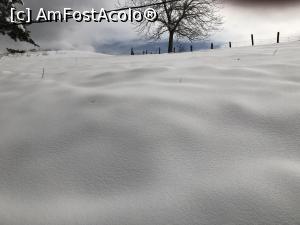 P01 [MAR-2018] Copac singuratic in golul alpin