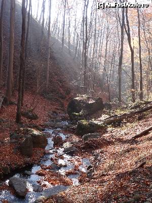 [P29]  -- <small>// FĂRĂ DESCRIERE</small> » foto by wolf2001*
 - 
<span class="allrVoted glyphicon glyphicon-heart hidden" id="av690370"></span>
<a class="m-l-10 hidden" id="sv690370" onclick="voting_Foto_DelVot(,690370,26627)" role="button">șterge vot <span class="glyphicon glyphicon-remove"></span></a>
<a id="v9690370" class=" c-red"  onclick="voting_Foto_SetVot(690370)" role="button"><span class="glyphicon glyphicon-heart-empty"></span> <b>LIKE</b> = Votează poza</a> <img class="hidden"  id="f690370W9" src="/imagini/loader.gif" border="0" /><span class="AjErrMes hidden" id="e690370ErM"></span>