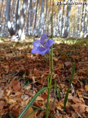 [P06] specie de Campanula » foto by wolf2001*
 - 
<span class="allrVoted glyphicon glyphicon-heart hidden" id="av690347"></span>
<a class="m-l-10 hidden" id="sv690347" onclick="voting_Foto_DelVot(,690347,26627)" role="button">șterge vot <span class="glyphicon glyphicon-remove"></span></a>
<a id="v9690347" class=" c-red"  onclick="voting_Foto_SetVot(690347)" role="button"><span class="glyphicon glyphicon-heart-empty"></span> <b>LIKE</b> = Votează poza</a> <img class="hidden"  id="f690347W9" src="/imagini/loader.gif" border="0" /><span class="AjErrMes hidden" id="e690347ErM"></span>