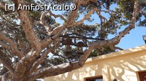 [P20] Mănăstirea Pisso Preveli: cloptele agățate în copac. » foto by Carmen Ion
 - 
<span class="allrVoted glyphicon glyphicon-heart hidden" id="av1208655"></span>
<a class="m-l-10 hidden" id="sv1208655" onclick="voting_Foto_DelVot(,1208655,26685)" role="button">șterge vot <span class="glyphicon glyphicon-remove"></span></a>
<a id="v91208655" class=" c-red"  onclick="voting_Foto_SetVot(1208655)" role="button"><span class="glyphicon glyphicon-heart-empty"></span> <b>LIKE</b> = Votează poza</a> <img class="hidden"  id="f1208655W9" src="/imagini/loader.gif" border="0" /><span class="AjErrMes hidden" id="e1208655ErM"></span>