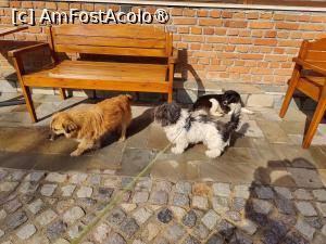 [P39] Crama de Piatră - cățelul nostru socializând cu cei 2 căței ai proprietății » foto by crismis
 - 
<span class="allrVoted glyphicon glyphicon-heart hidden" id="av1487459"></span>
<a class="m-l-10 hidden" id="sv1487459" onclick="voting_Foto_DelVot(,1487459,26971)" role="button">șterge vot <span class="glyphicon glyphicon-remove"></span></a>
<a id="v91487459" class=" c-red"  onclick="voting_Foto_SetVot(1487459)" role="button"><span class="glyphicon glyphicon-heart-empty"></span> <b>LIKE</b> = Votează poza</a> <img class="hidden"  id="f1487459W9" src="/imagini/loader.gif" border="0" /><span class="AjErrMes hidden" id="e1487459ErM"></span>
