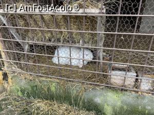 [P22] Pensiunea Melania Chiojdu - iepuraşi sau iepuroi? » foto by nicole33
 - 
<span class="allrVoted glyphicon glyphicon-heart hidden" id="av1511487"></span>
<a class="m-l-10 hidden" id="sv1511487" onclick="voting_Foto_DelVot(,1511487,27780)" role="button">șterge vot <span class="glyphicon glyphicon-remove"></span></a>
<a id="v91511487" class=" c-red"  onclick="voting_Foto_SetVot(1511487)" role="button"><span class="glyphicon glyphicon-heart-empty"></span> <b>LIKE</b> = Votează poza</a> <img class="hidden"  id="f1511487W9" src="/imagini/loader.gif" border="0" /><span class="AjErrMes hidden" id="e1511487ErM"></span>