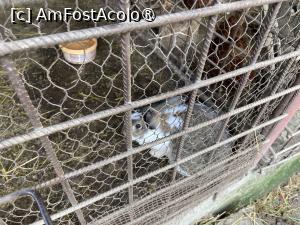 [P42] Pensiunea Melania Chiojdu - iepure » foto by nicole33
 - 
<span class="allrVoted glyphicon glyphicon-heart hidden" id="av1511507"></span>
<a class="m-l-10 hidden" id="sv1511507" onclick="voting_Foto_DelVot(,1511507,27780)" role="button">șterge vot <span class="glyphicon glyphicon-remove"></span></a>
<a id="v91511507" class=" c-red"  onclick="voting_Foto_SetVot(1511507)" role="button"><span class="glyphicon glyphicon-heart-empty"></span> <b>LIKE</b> = Votează poza</a> <img class="hidden"  id="f1511507W9" src="/imagini/loader.gif" border="0" /><span class="AjErrMes hidden" id="e1511507ErM"></span>