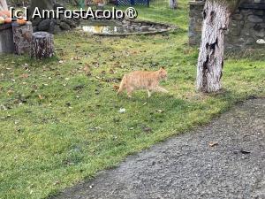 [P50] Pensiunea Melania Chiojdu - o prietenă portocalie » foto by nicole33
 - 
<span class="allrVoted glyphicon glyphicon-heart hidden" id="av1511515"></span>
<a class="m-l-10 hidden" id="sv1511515" onclick="voting_Foto_DelVot(,1511515,27780)" role="button">șterge vot <span class="glyphicon glyphicon-remove"></span></a>
<a id="v91511515" class=" c-red"  onclick="voting_Foto_SetVot(1511515)" role="button"><span class="glyphicon glyphicon-heart-empty"></span> <b>LIKE</b> = Votează poza</a> <img class="hidden"  id="f1511515W9" src="/imagini/loader.gif" border="0" /><span class="AjErrMes hidden" id="e1511515ErM"></span>