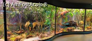 [P12] Șir de diorame. » foto by tata123 🔱
 - 
<span class="allrVoted glyphicon glyphicon-heart hidden" id="av1517805"></span>
<a class="m-l-10 hidden" id="sv1517805" onclick="voting_Foto_DelVot(,1517805,27913)" role="button">șterge vot <span class="glyphicon glyphicon-remove"></span></a>
<a id="v91517805" class=" c-red"  onclick="voting_Foto_SetVot(1517805)" role="button"><span class="glyphicon glyphicon-heart-empty"></span> <b>LIKE</b> = Votează poza</a> <img class="hidden"  id="f1517805W9" src="/imagini/loader.gif" border="0" /><span class="AjErrMes hidden" id="e1517805ErM"></span>