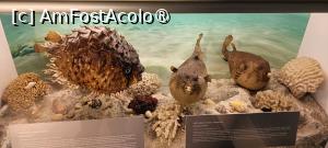 [P09] Dioramă - pești spectaculoși. » foto by tata123 🔱
 - 
<span class="allrVoted glyphicon glyphicon-heart hidden" id="av1517802"></span>
<a class="m-l-10 hidden" id="sv1517802" onclick="voting_Foto_DelVot(,1517802,27913)" role="button">șterge vot <span class="glyphicon glyphicon-remove"></span></a>
<a id="v91517802" class=" c-red"  onclick="voting_Foto_SetVot(1517802)" role="button"><span class="glyphicon glyphicon-heart-empty"></span> <b>LIKE</b> = Votează poza</a> <img class="hidden"  id="f1517802W9" src="/imagini/loader.gif" border="0" /><span class="AjErrMes hidden" id="e1517802ErM"></span>