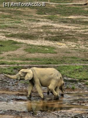 P09 [MAR-2024] la elefanții de pădure