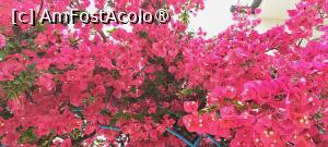 [P17] Bougainvillea din Skiathos Town » foto by irinad
 - 
<span class="allrVoted glyphicon glyphicon-heart hidden" id="av1445241"></span>
<a class="m-l-10 hidden" id="sv1445241" onclick="voting_Foto_DelVot(,1445241,28699)" role="button">șterge vot <span class="glyphicon glyphicon-remove"></span></a>
<a id="v91445241" class=" c-red"  onclick="voting_Foto_SetVot(1445241)" role="button"><span class="glyphicon glyphicon-heart-empty"></span> <b>LIKE</b> = Votează poza</a> <img class="hidden"  id="f1445241W9" src="/imagini/loader.gif" border="0" /><span class="AjErrMes hidden" id="e1445241ErM"></span>