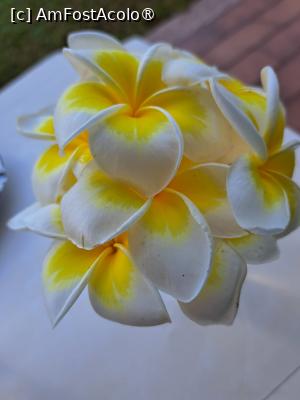 [P02] Flori Frangipani culese dimineața » foto by Mirinda
 - 
<span class="allrVoted glyphicon glyphicon-heart hidden" id="av1449004"></span>
<a class="m-l-10 hidden" id="sv1449004" onclick="voting_Foto_DelVot(,1449004,28737)" role="button">șterge vot <span class="glyphicon glyphicon-remove"></span></a>
<a id="v91449004" class=" c-red"  onclick="voting_Foto_SetVot(1449004)" role="button"><span class="glyphicon glyphicon-heart-empty"></span> <b>LIKE</b> = Votează poza</a> <img class="hidden"  id="f1449004W9" src="/imagini/loader.gif" border="0" /><span class="AjErrMes hidden" id="e1449004ErM"></span>