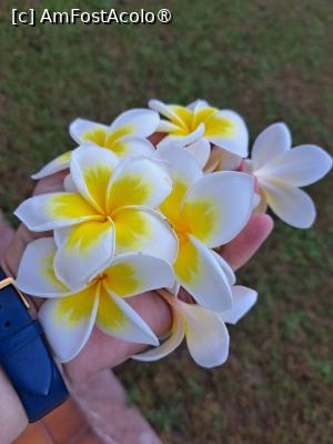 [P03] Frangipani » foto by Mirinda
 - 
<span class="allrVoted glyphicon glyphicon-heart hidden" id="av1449005"></span>
<a class="m-l-10 hidden" id="sv1449005" onclick="voting_Foto_DelVot(,1449005,28737)" role="button">șterge vot <span class="glyphicon glyphicon-remove"></span></a>
<a id="v91449005" class=" c-red"  onclick="voting_Foto_SetVot(1449005)" role="button"><span class="glyphicon glyphicon-heart-empty"></span> <b>LIKE</b> = Votează poza</a> <img class="hidden"  id="f1449005W9" src="/imagini/loader.gif" border="0" /><span class="AjErrMes hidden" id="e1449005ErM"></span>