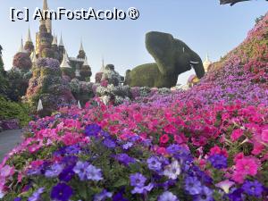 [P10] Miracle Garden Dubai » foto by AZE
 - 
<span class="allrVoted glyphicon glyphicon-heart hidden" id="av1484525"></span>
<a class="m-l-10 hidden" id="sv1484525" onclick="voting_Foto_DelVot(,1484525,28974)" role="button">șterge vot <span class="glyphicon glyphicon-remove"></span></a>
<a id="v91484525" class=" c-red"  onclick="voting_Foto_SetVot(1484525)" role="button"><span class="glyphicon glyphicon-heart-empty"></span> <b>LIKE</b> = Votează poza</a> <img class="hidden"  id="f1484525W9" src="/imagini/loader.gif" border="0" /><span class="AjErrMes hidden" id="e1484525ErM"></span>