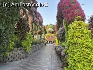 [P42] Miracle Garden Dubai » foto by AZE
 - 
<span class="allrVoted glyphicon glyphicon-heart hidden" id="av1484557"></span>
<a class="m-l-10 hidden" id="sv1484557" onclick="voting_Foto_DelVot(,1484557,28974)" role="button">șterge vot <span class="glyphicon glyphicon-remove"></span></a>
<a id="v91484557" class=" c-red"  onclick="voting_Foto_SetVot(1484557)" role="button"><span class="glyphicon glyphicon-heart-empty"></span> <b>LIKE</b> = Votează poza</a> <img class="hidden"  id="f1484557W9" src="/imagini/loader.gif" border="0" /><span class="AjErrMes hidden" id="e1484557ErM"></span>