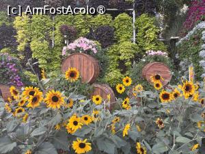 [P58] Miracle Garden Dubai » foto by AZE
 - 
<span class="allrVoted glyphicon glyphicon-heart hidden" id="av1484573"></span>
<a class="m-l-10 hidden" id="sv1484573" onclick="voting_Foto_DelVot(,1484573,28974)" role="button">șterge vot <span class="glyphicon glyphicon-remove"></span></a>
<a id="v91484573" class=" c-red"  onclick="voting_Foto_SetVot(1484573)" role="button"><span class="glyphicon glyphicon-heart-empty"></span> <b>LIKE</b> = Votează poza</a> <img class="hidden"  id="f1484573W9" src="/imagini/loader.gif" border="0" /><span class="AjErrMes hidden" id="e1484573ErM"></span>