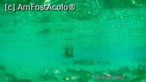 [P13] O mica parte din cele 12 specii » foto by moatza76
 - 
<span class="allrVoted glyphicon glyphicon-heart hidden" id="av1504417"></span>
<a class="m-l-10 hidden" id="sv1504417" onclick="voting_Foto_DelVot(,1504417,29164)" role="button">șterge vot <span class="glyphicon glyphicon-remove"></span></a>
<a id="v91504417" class=" c-red"  onclick="voting_Foto_SetVot(1504417)" role="button"><span class="glyphicon glyphicon-heart-empty"></span> <b>LIKE</b> = Votează poza</a> <img class="hidden"  id="f1504417W9" src="/imagini/loader.gif" border="0" /><span class="AjErrMes hidden" id="e1504417ErM"></span>