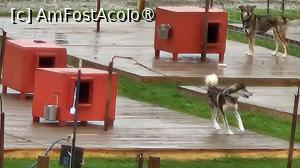 [P21] canisa de husky » foto by robert
 - 
<span class="allrVoted glyphicon glyphicon-heart hidden" id="av1510082"></span>
<a class="m-l-10 hidden" id="sv1510082" onclick="voting_Foto_DelVot(,1510082,29187)" role="button">șterge vot <span class="glyphicon glyphicon-remove"></span></a>
<a id="v91510082" class=" c-red"  onclick="voting_Foto_SetVot(1510082)" role="button"><span class="glyphicon glyphicon-heart-empty"></span> <b>LIKE</b> = Votează poza</a> <img class="hidden"  id="f1510082W9" src="/imagini/loader.gif" border="0" /><span class="AjErrMes hidden" id="e1510082ErM"></span>