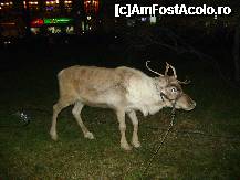 [P15] Un ren adevarat. » foto by ninaa
 - 
<span class="allrVoted glyphicon glyphicon-heart hidden" id="av174242"></span>
<a class="m-l-10 hidden" id="sv174242" onclick="voting_Foto_DelVot(,174242,29197)" role="button">șterge vot <span class="glyphicon glyphicon-remove"></span></a>
<a id="v9174242" class=" c-red"  onclick="voting_Foto_SetVot(174242)" role="button"><span class="glyphicon glyphicon-heart-empty"></span> <b>LIKE</b> = Votează poza</a> <img class="hidden"  id="f174242W9" src="/imagini/loader.gif" border="0" /><span class="AjErrMes hidden" id="e174242ErM"></span>