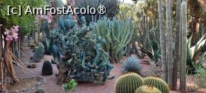 [P55] Marrakech, Grădina Majorelle, Colecția de Cactuși » foto by mprofeanu
 - 
<span class="allrVoted glyphicon glyphicon-heart hidden" id="av1483302"></span>
<a class="m-l-10 hidden" id="sv1483302" onclick="voting_Foto_DelVot(,1483302,29203)" role="button">șterge vot <span class="glyphicon glyphicon-remove"></span></a>
<a id="v91483302" class=" c-red"  onclick="voting_Foto_SetVot(1483302)" role="button"><span class="glyphicon glyphicon-heart-empty"></span> <b>LIKE</b> = Votează poza</a> <img class="hidden"  id="f1483302W9" src="/imagini/loader.gif" border="0" /><span class="AjErrMes hidden" id="e1483302ErM"></span>