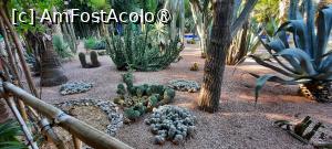 [P57] Marrakech, Grădina Majorelle, Colecția de Cactuși » foto by mprofeanu
 - 
<span class="allrVoted glyphicon glyphicon-heart hidden" id="av1483304"></span>
<a class="m-l-10 hidden" id="sv1483304" onclick="voting_Foto_DelVot(,1483304,29203)" role="button">șterge vot <span class="glyphicon glyphicon-remove"></span></a>
<a id="v91483304" class=" c-red"  onclick="voting_Foto_SetVot(1483304)" role="button"><span class="glyphicon glyphicon-heart-empty"></span> <b>LIKE</b> = Votează poza</a> <img class="hidden"  id="f1483304W9" src="/imagini/loader.gif" border="0" /><span class="AjErrMes hidden" id="e1483304ErM"></span>