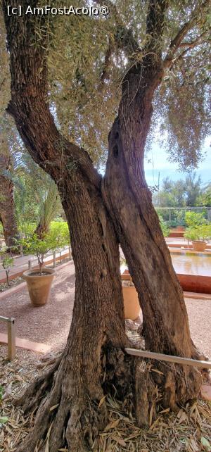 [P12] Grădina privată a Vilei Oasis » foto by adso
 - 
<span class="allrVoted glyphicon glyphicon-heart hidden" id="av1524794"></span>
<a class="m-l-10 hidden" id="sv1524794" onclick="voting_Foto_DelVot(,1524794,29203)" role="button">șterge vot <span class="glyphicon glyphicon-remove"></span></a>
<a id="v91524794" class=" c-red"  onclick="voting_Foto_SetVot(1524794)" role="button"><span class="glyphicon glyphicon-heart-empty"></span> <b>LIKE</b> = Votează poza</a> <img class="hidden"  id="f1524794W9" src="/imagini/loader.gif" border="0" /><span class="AjErrMes hidden" id="e1524794ErM"></span>