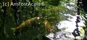 [P03] Bazinul de la intrarea în Grădina privată a Vilei Oasis » foto by adso
 - 
<span class="allrVoted glyphicon glyphicon-heart hidden" id="av1524785"></span>
<a class="m-l-10 hidden" id="sv1524785" onclick="voting_Foto_DelVot(,1524785,29203)" role="button">șterge vot <span class="glyphicon glyphicon-remove"></span></a>
<a id="v91524785" class=" c-red"  onclick="voting_Foto_SetVot(1524785)" role="button"><span class="glyphicon glyphicon-heart-empty"></span> <b>LIKE</b> = Votează poza</a> <img class="hidden"  id="f1524785W9" src="/imagini/loader.gif" border="0" /><span class="AjErrMes hidden" id="e1524785ErM"></span>