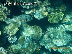 [P20] Rixos Radamis Tirana - la snorkeling » foto by nicole33
 - 
<span class="allrVoted glyphicon glyphicon-heart hidden" id="av1510880"></span>
<a class="m-l-10 hidden" id="sv1510880" onclick="voting_Foto_DelVot(,1510880,29204)" role="button">șterge vot <span class="glyphicon glyphicon-remove"></span></a>
<a id="v91510880" class=" c-red"  onclick="voting_Foto_SetVot(1510880)" role="button"><span class="glyphicon glyphicon-heart-empty"></span> <b>LIKE</b> = Votează poza</a> <img class="hidden"  id="f1510880W9" src="/imagini/loader.gif" border="0" /><span class="AjErrMes hidden" id="e1510880ErM"></span>