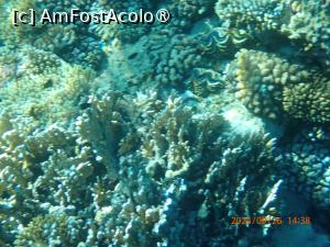 [P97] Rixos Radamis Tirana -  la snorkeling » foto by nicole33
 - 
<span class="allrVoted glyphicon glyphicon-heart hidden" id="av1510957"></span>
<a class="m-l-10 hidden" id="sv1510957" onclick="voting_Foto_DelVot(,1510957,29204)" role="button">șterge vot <span class="glyphicon glyphicon-remove"></span></a>
<a id="v91510957" class=" c-red"  onclick="voting_Foto_SetVot(1510957)" role="button"><span class="glyphicon glyphicon-heart-empty"></span> <b>LIKE</b> = Votează poza</a> <img class="hidden"  id="f1510957W9" src="/imagini/loader.gif" border="0" /><span class="AjErrMes hidden" id="e1510957ErM"></span>