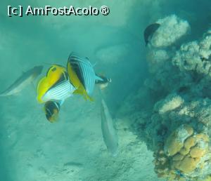 [P18] Plaja V Luvury Resort, Sahl Hasheesh » foto by vlado2
 - 
<span class="allrVoted glyphicon glyphicon-heart hidden" id="av1519562"></span>
<a class="m-l-10 hidden" id="sv1519562" onclick="voting_Foto_DelVot(,1519562,29264)" role="button">șterge vot <span class="glyphicon glyphicon-remove"></span></a>
<a id="v91519562" class=" c-red"  onclick="voting_Foto_SetVot(1519562)" role="button"><span class="glyphicon glyphicon-heart-empty"></span> <b>LIKE</b> = Votează poza</a> <img class="hidden"  id="f1519562W9" src="/imagini/loader.gif" border="0" /><span class="AjErrMes hidden" id="e1519562ErM"></span>